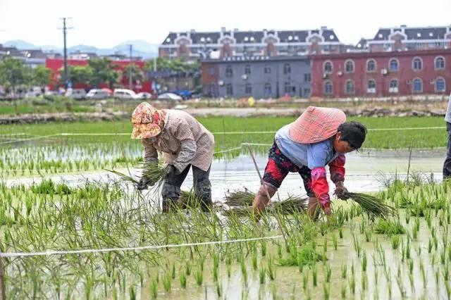 低成本小生意都有哪些（在农村月收入过万的几个小生意）-万图副业网