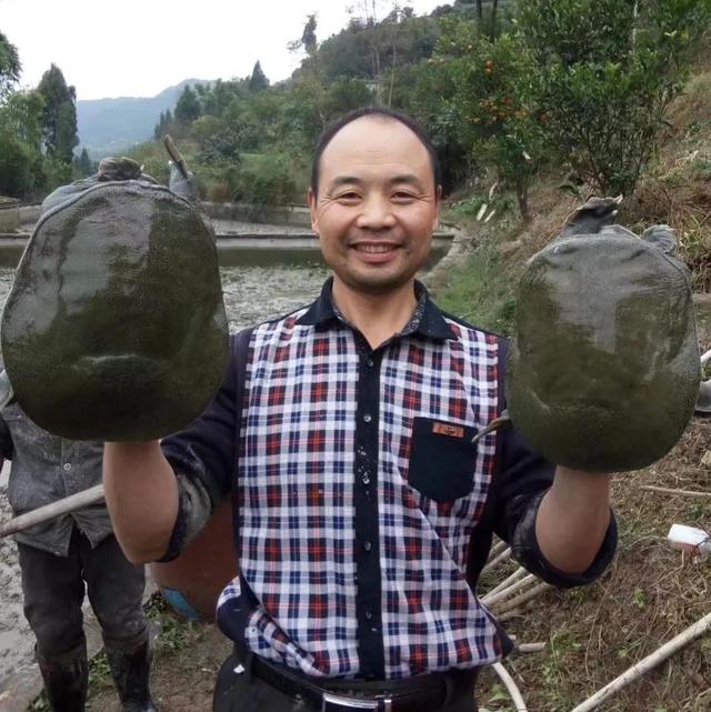 回农村养鳖年收入百万（未来养殖业什么最赚钱农村）-万图副业网